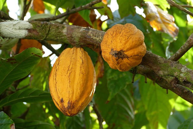 arbol del cacao